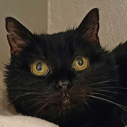 adoption